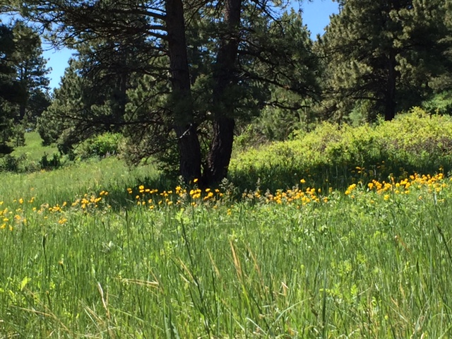 Another Sunday walk: Mesa Trail wildflowers