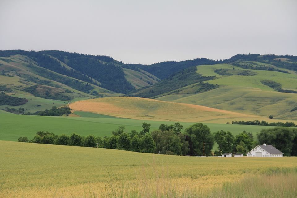 Blue Mountains view from Walla Walla