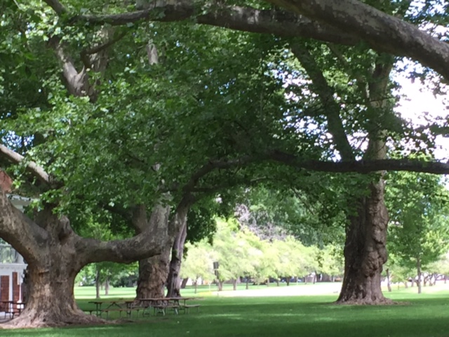 Sycamore Trees: Pioneer Park