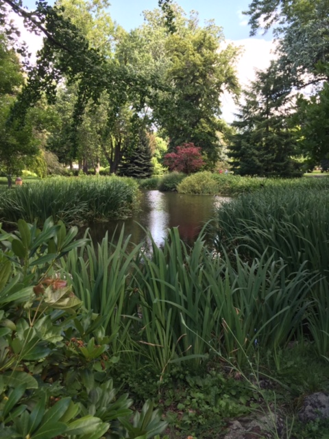 Pioneer Park pond, the site of so many hours of play