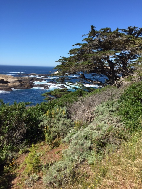 Point Lobos: Saturday hike