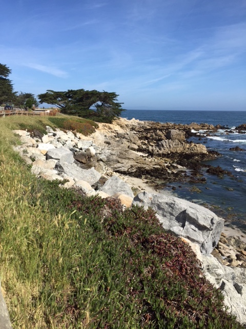 Monterey Bay: Friday morning walk complete with mother and baby Harbor seals