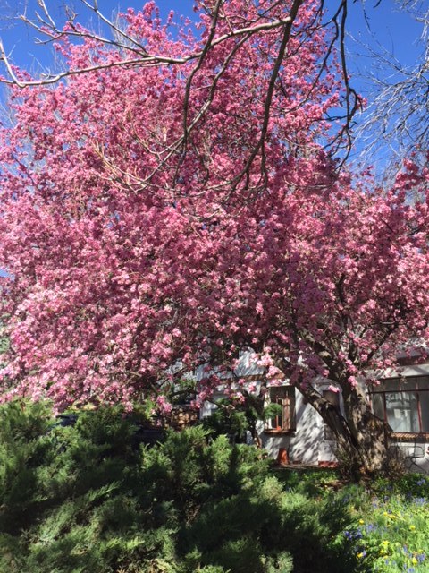 Hawthorne Tree at height of pink blossoms.