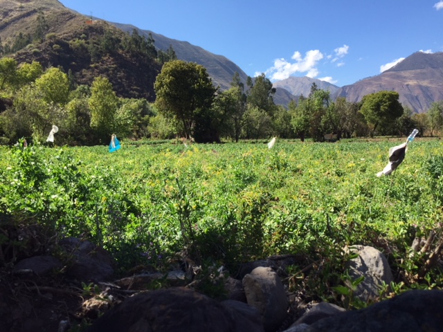 Fertile lands around Cusco still perfect for producing fruits, vegetables and grains.
