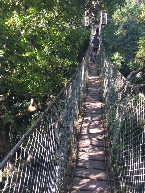 Canopy walk 100' above jungle floor at Amazon River Basin.