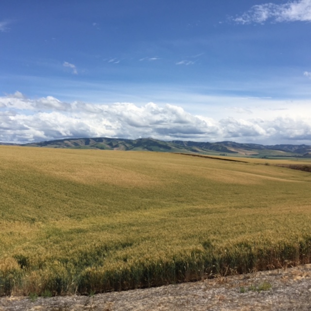 Wheat fields with Blue Mountains in the distance.
