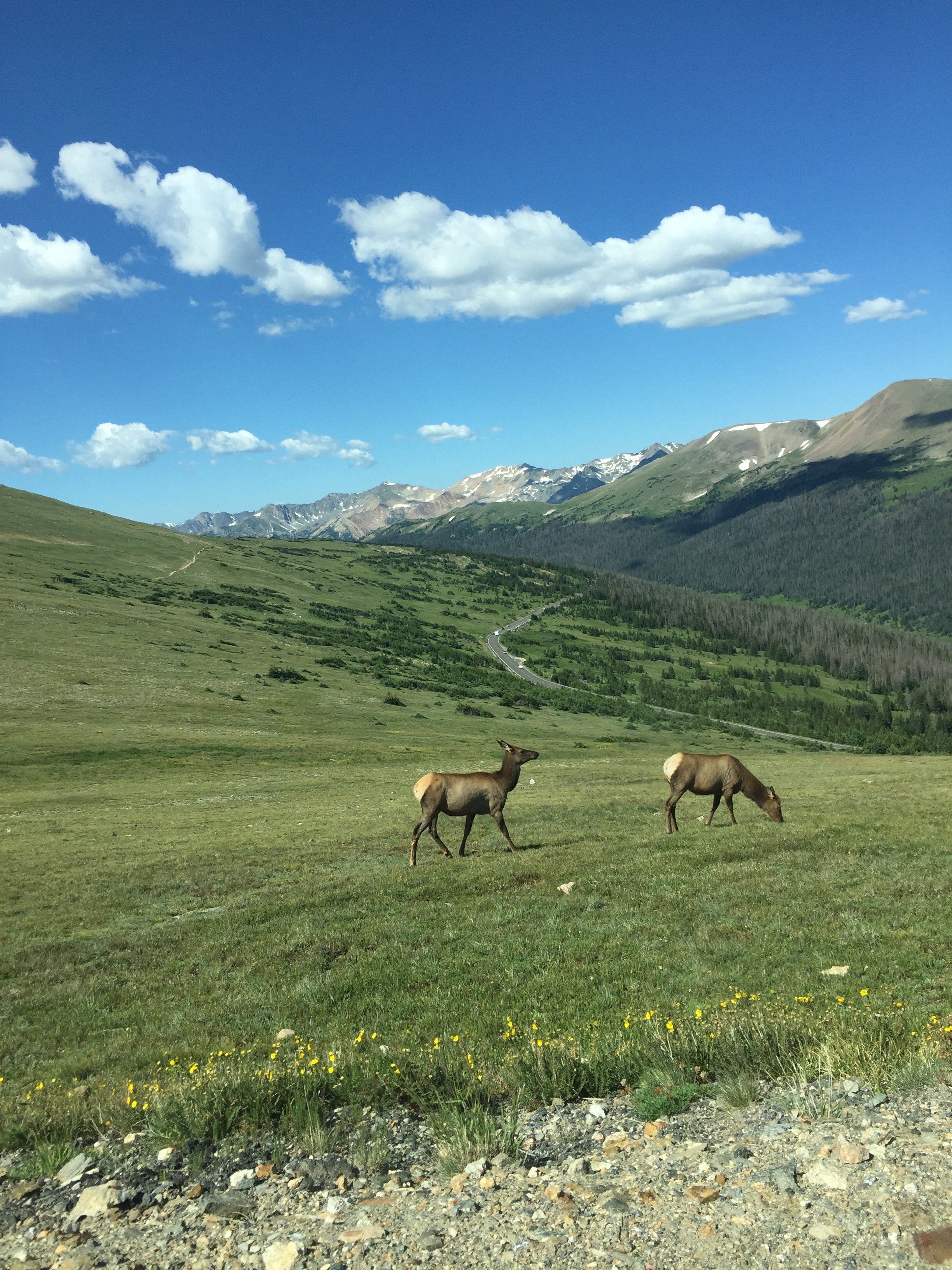 Elk on alpine tundra at 12,005’ in Rocky Mountain National Park.