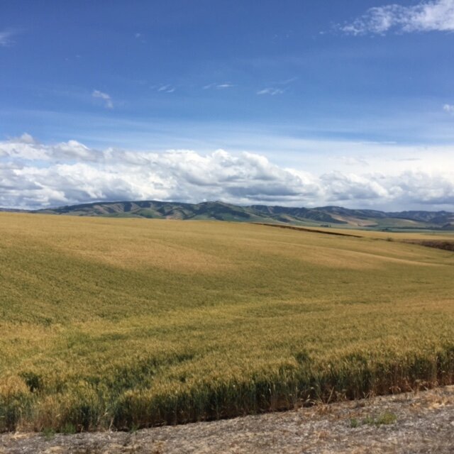 Walla Walla, wheat fields and the Blue Mountains, my childhood home.