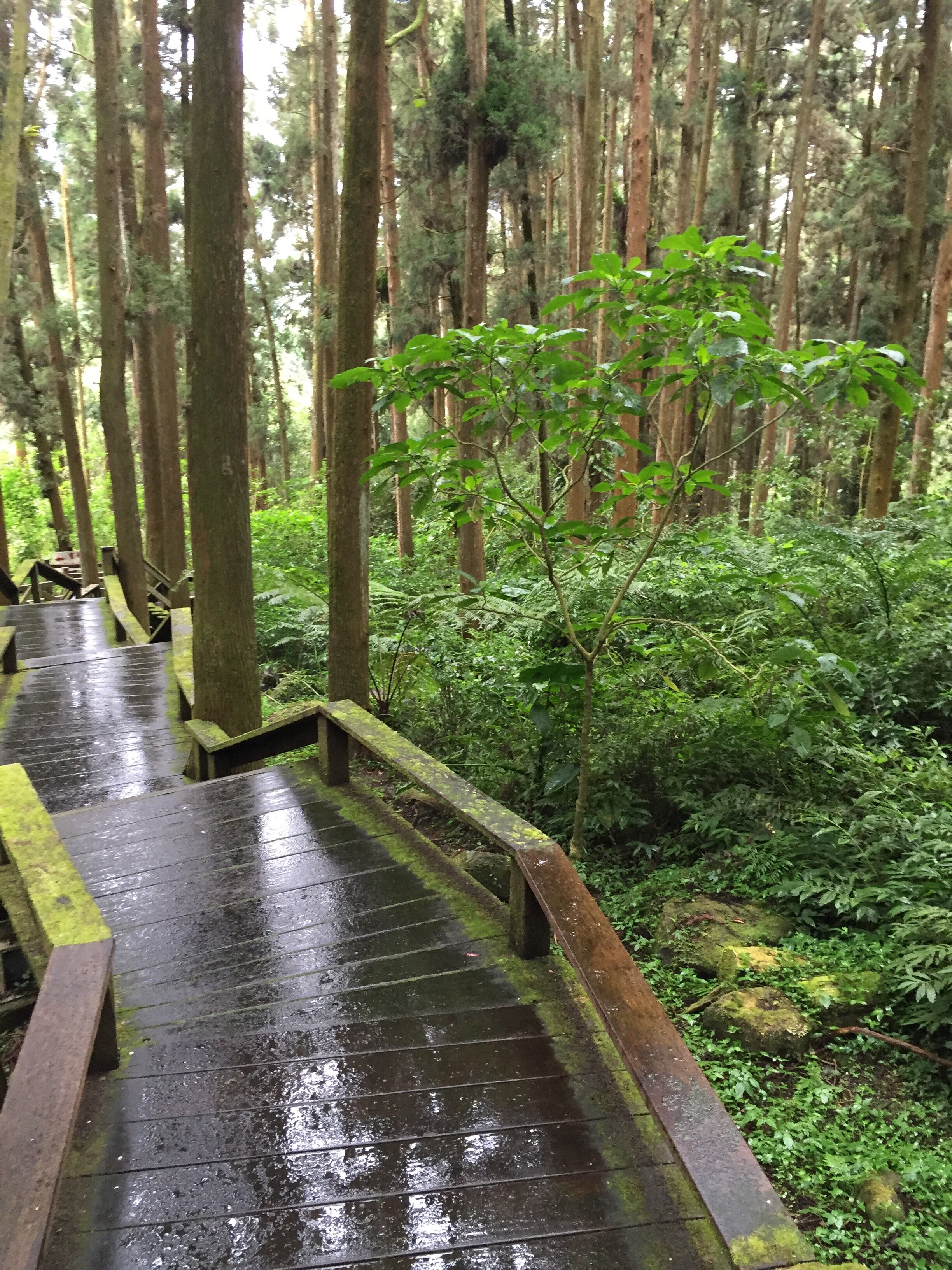 Walkway in Alishan Forest Recreation Area, Taiwan.