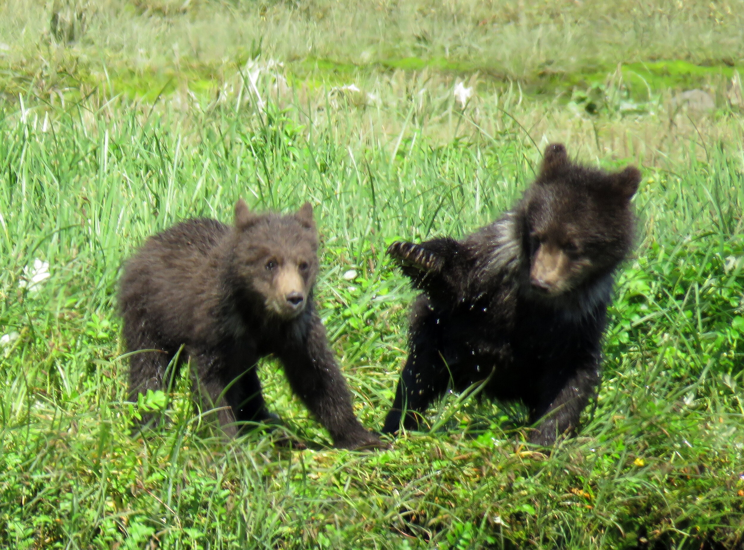 Brown bear cubs at Pack Creek, protected bear habitat.