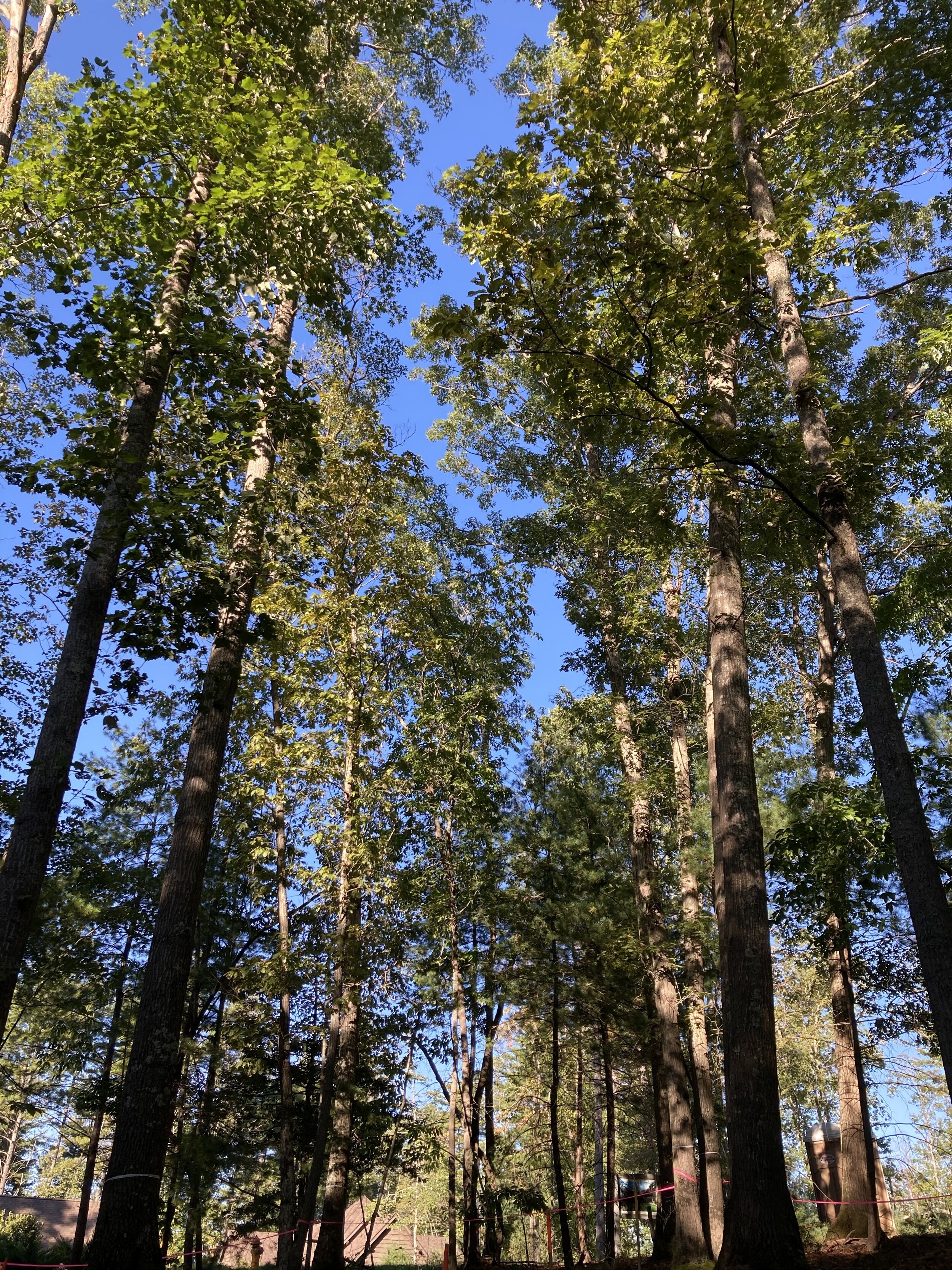 Looking upward, Biltmore forest