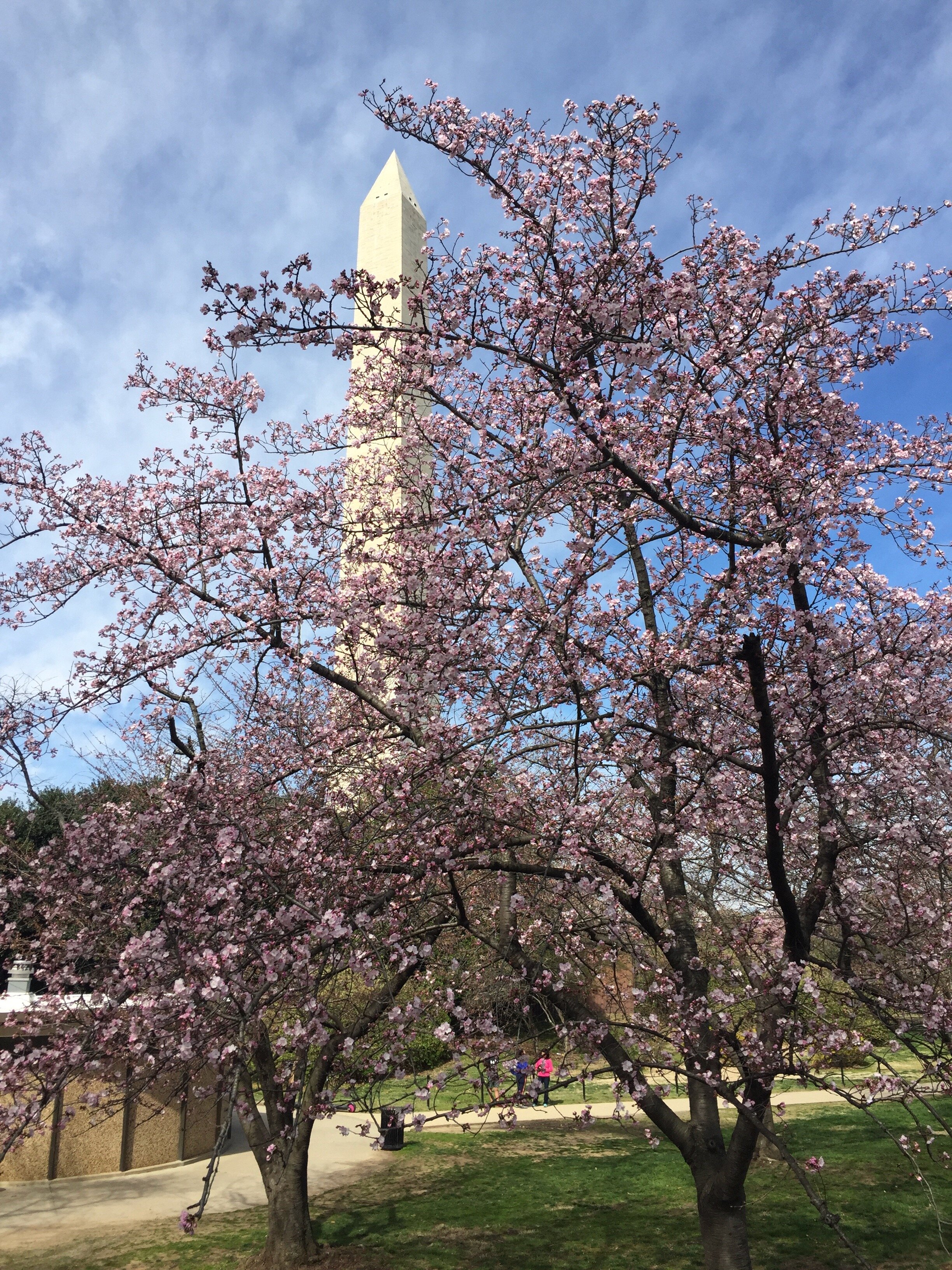 Cherry Blossom Time, March 2020, Washington, DC