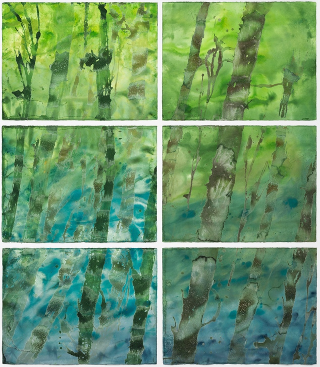 Giant Kelp Forest 2016
