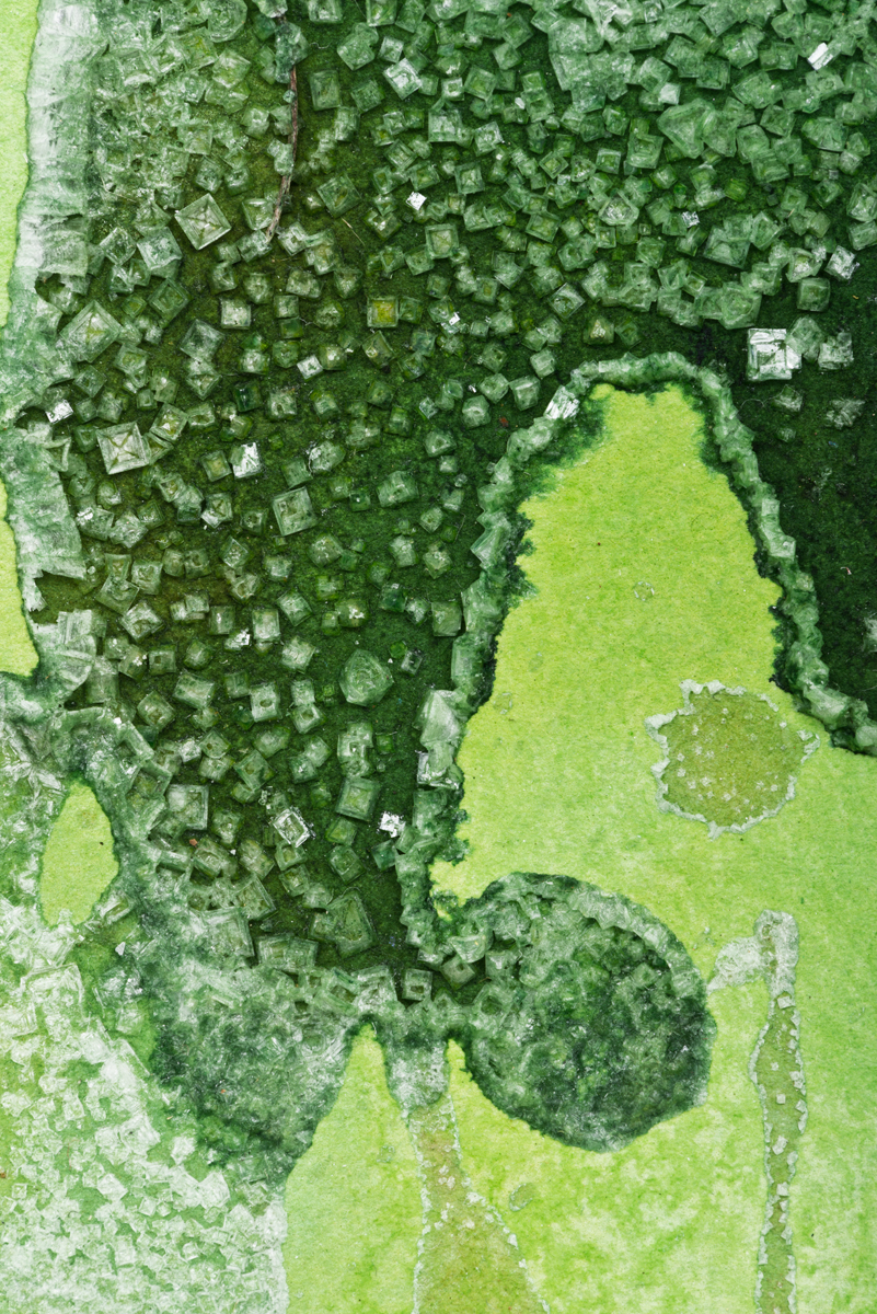 Giant Kelp Forest 2016 (Detail)
