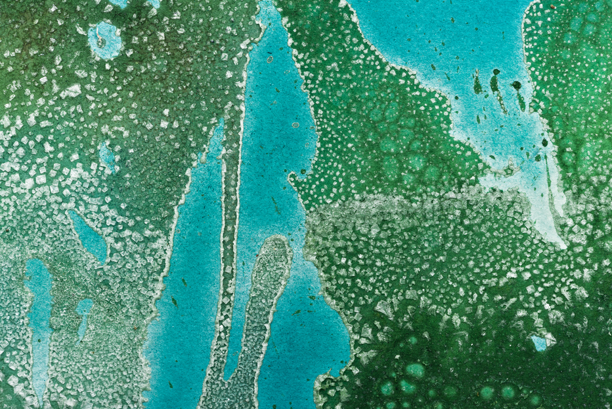 Giant Kelp Forest 2016 (Detail)
