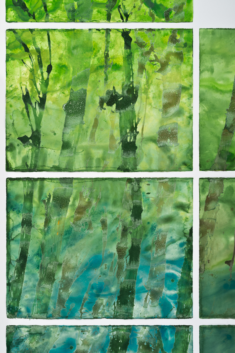Giant Kelp Forest 2016 (Detail)
