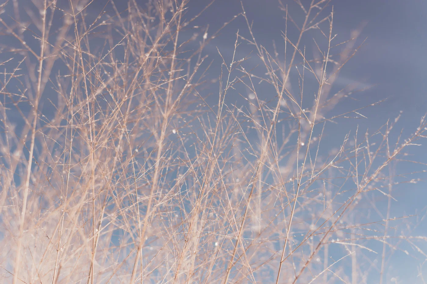 81H- Website_by_Corbin_Smith.jpg