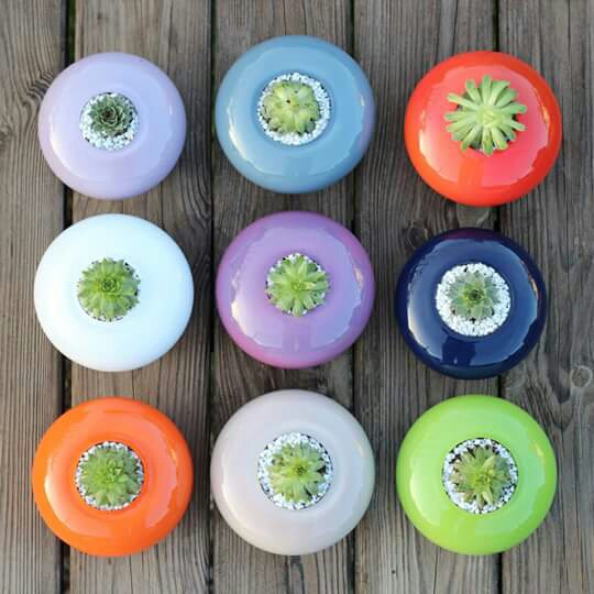Succulent Vessels