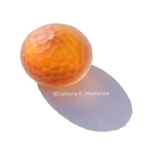 CCUKNidula2Peridiole.jpg