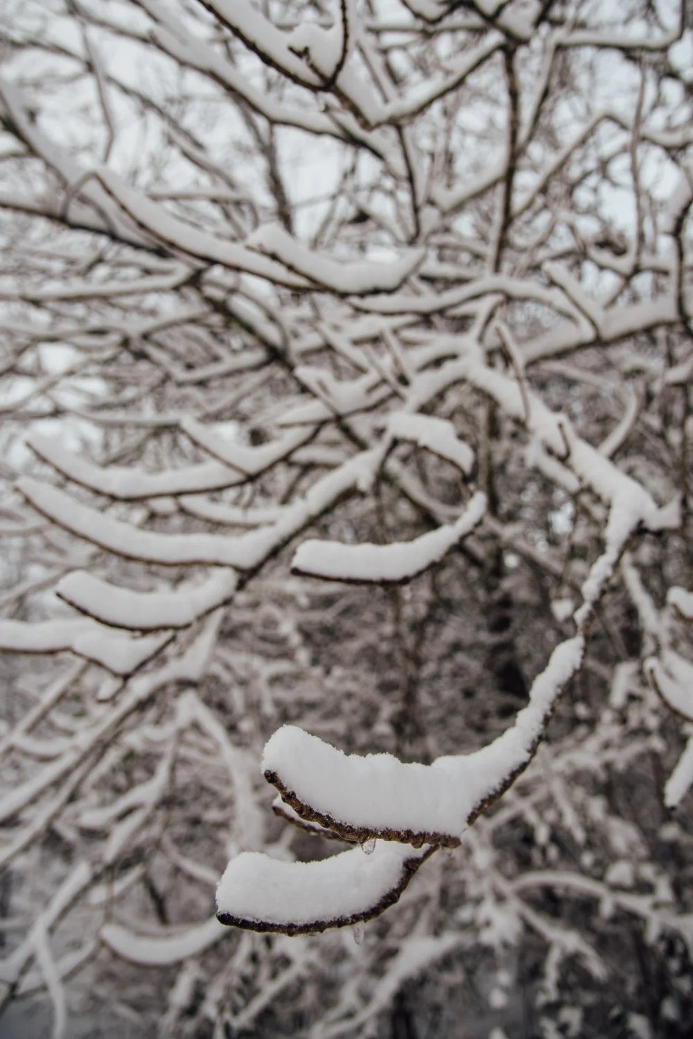 DSC_4629.jpg