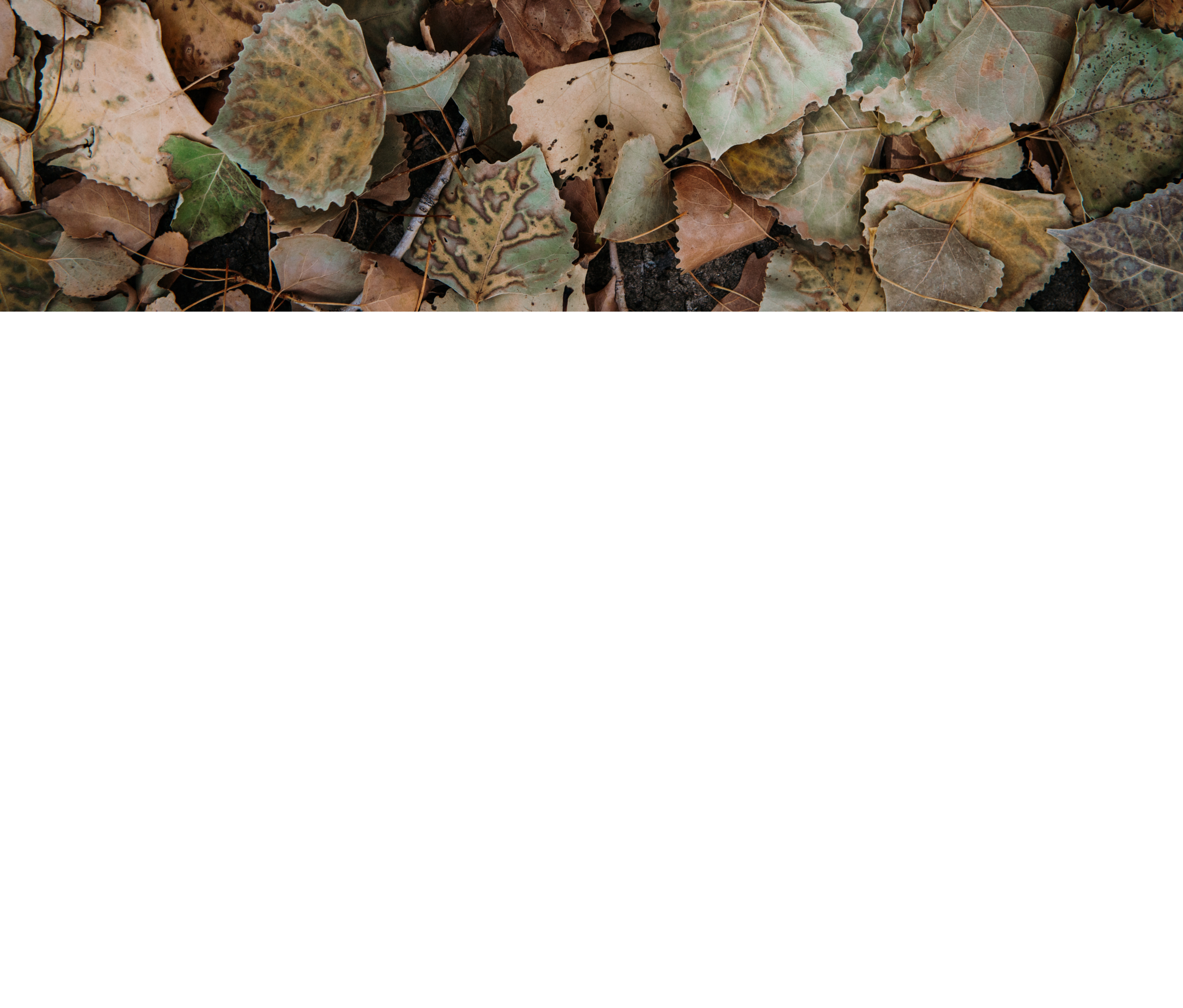 _Feature Background brown leaves.png