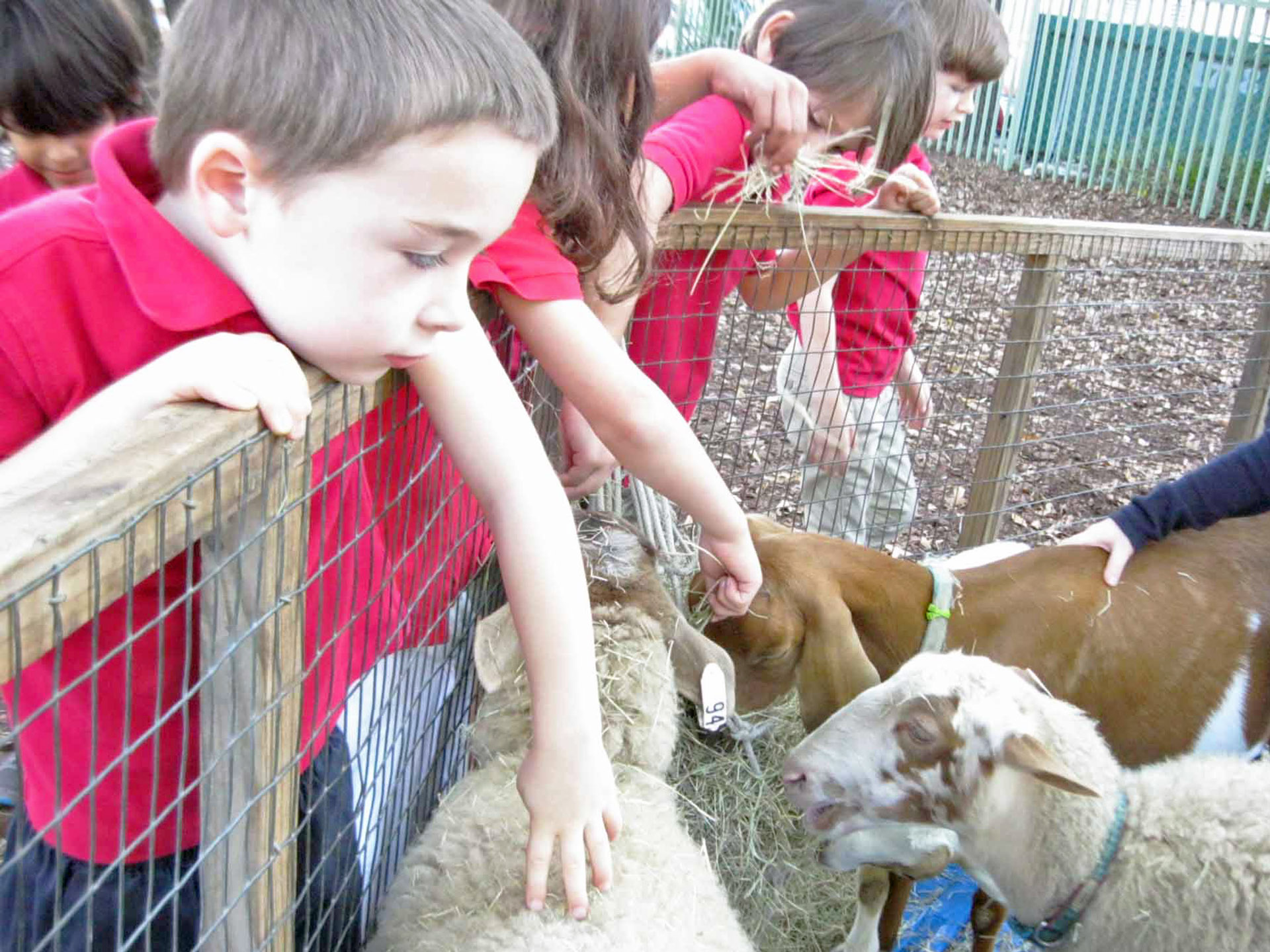 petting-zoo-french-school-miami-florida-usa-activities.JPG