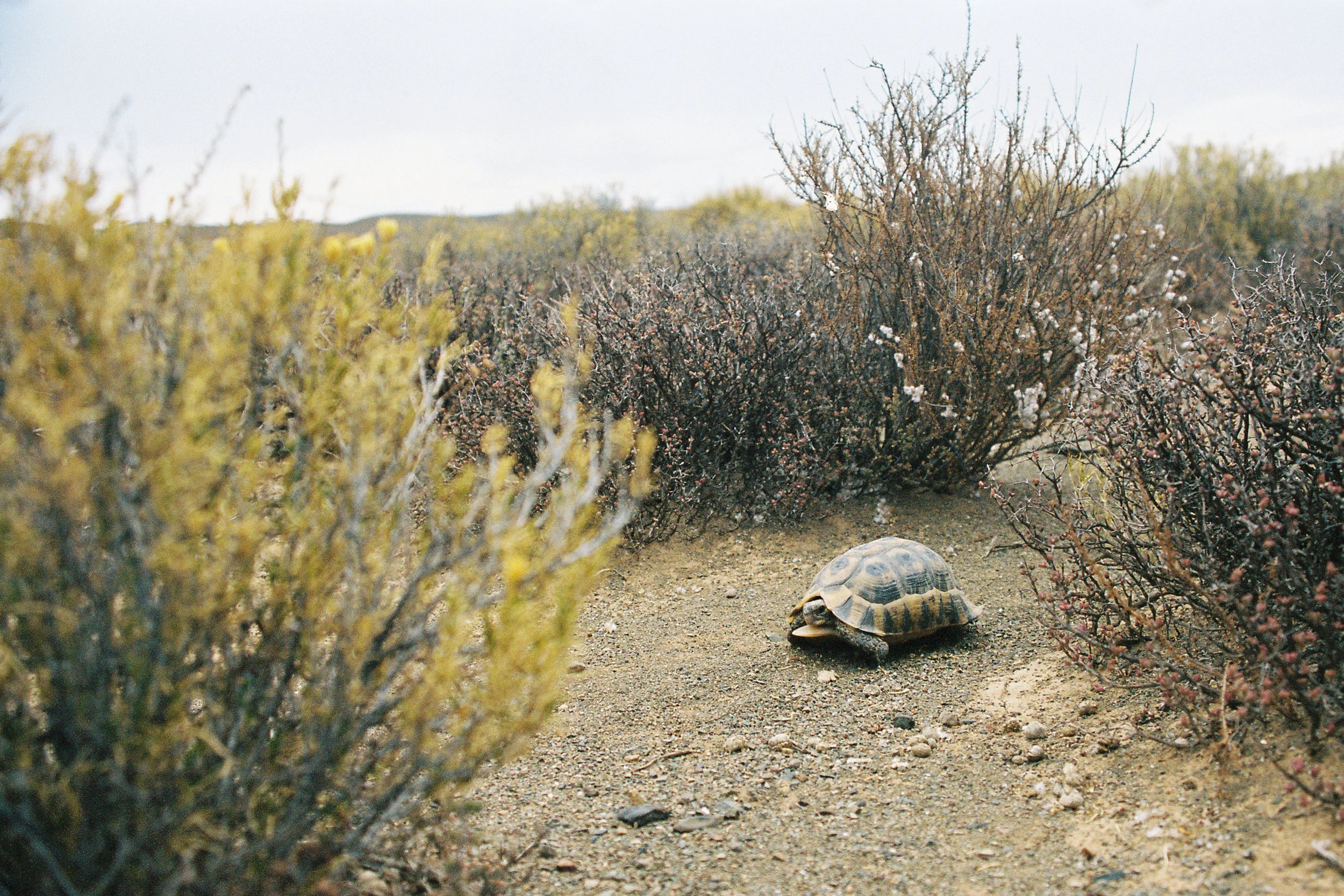 central karoo, south africa
