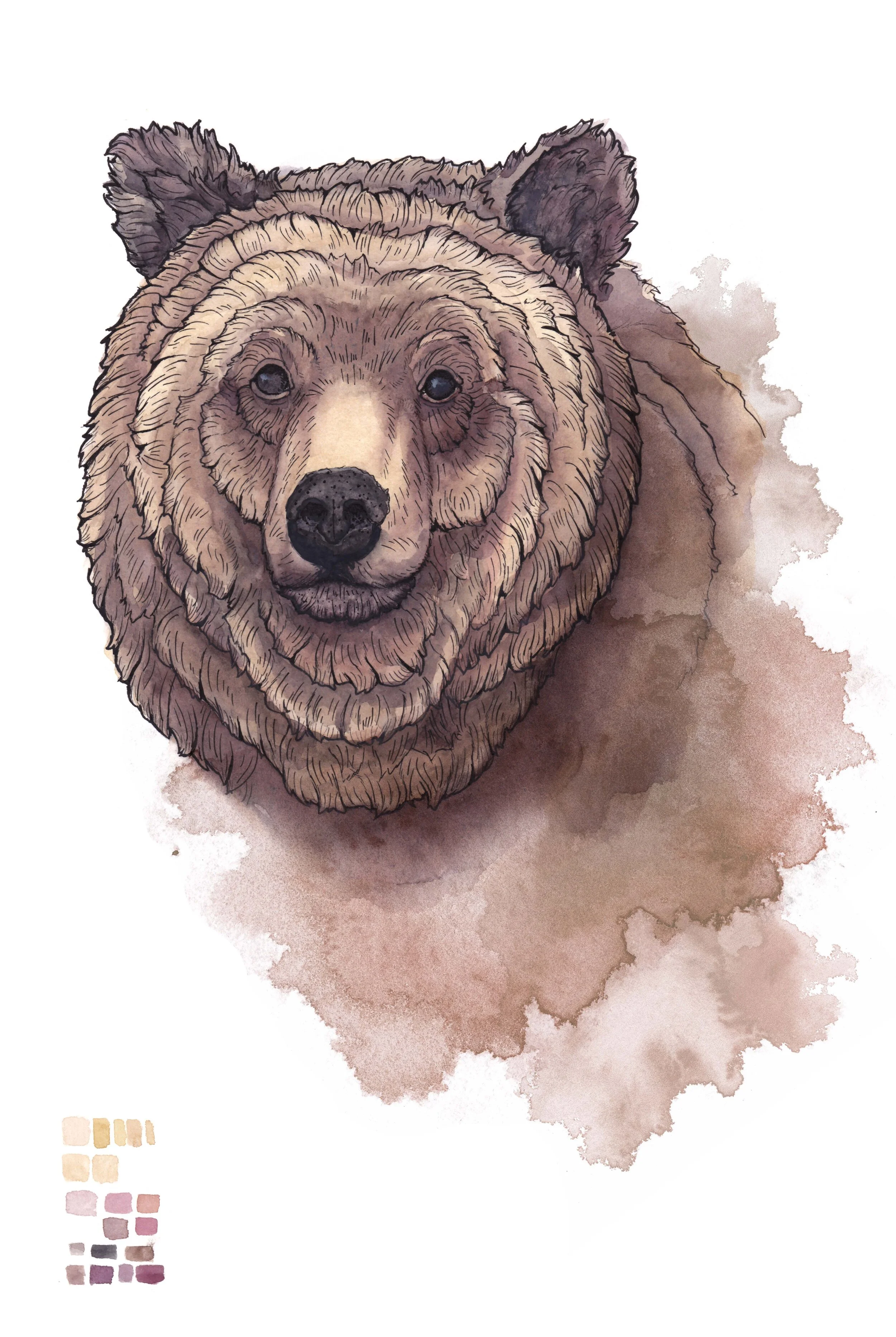 BEAR.jpg
