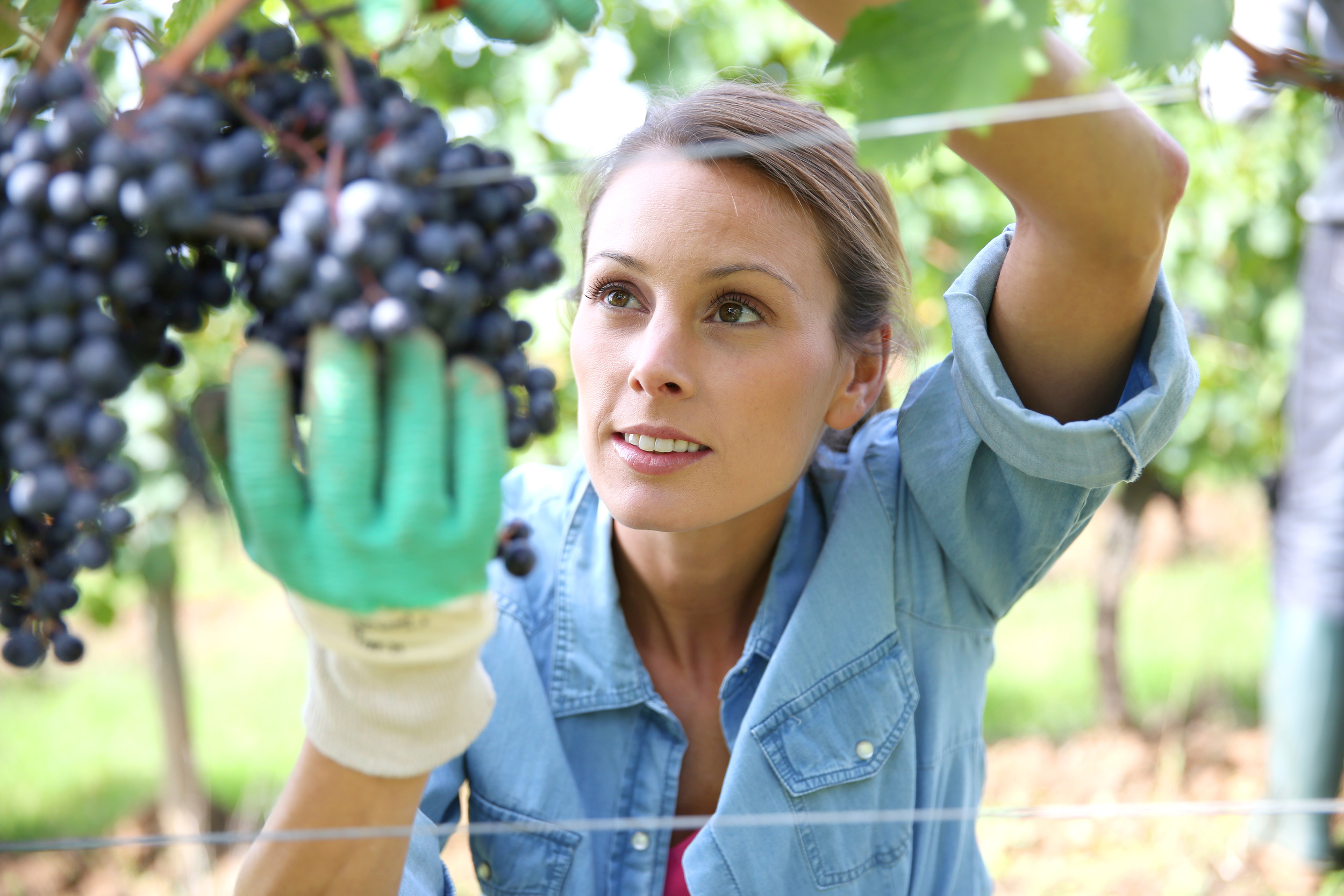 wine-maker.jpeg