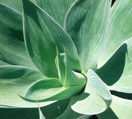 IN THE GREEN 