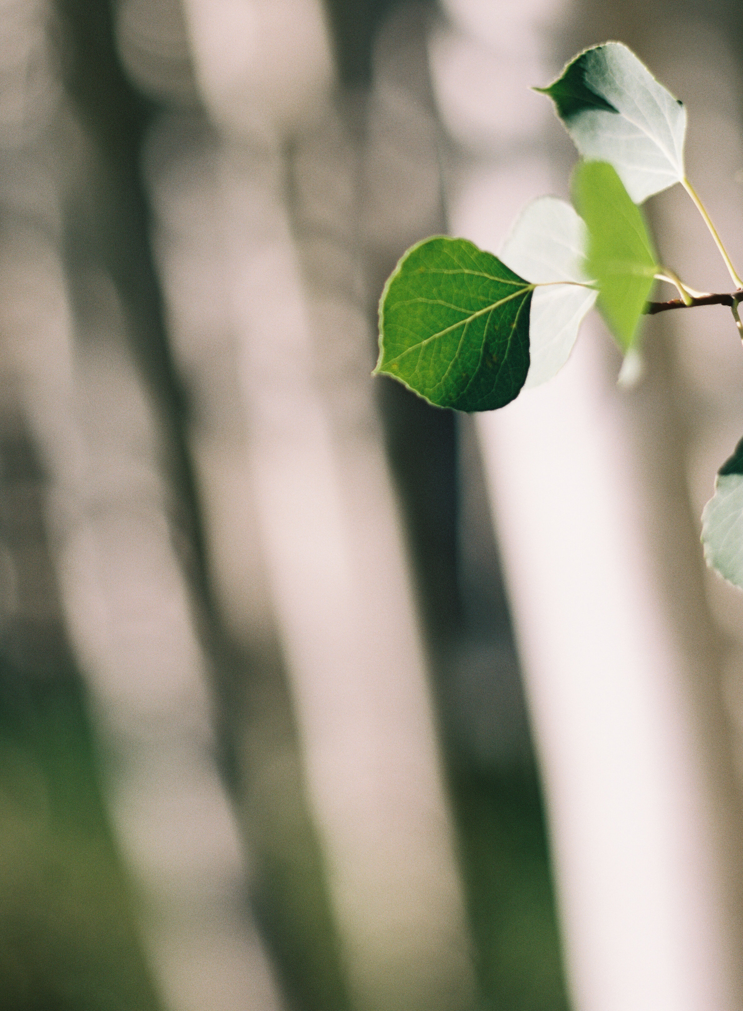 aspen leaf.jpg