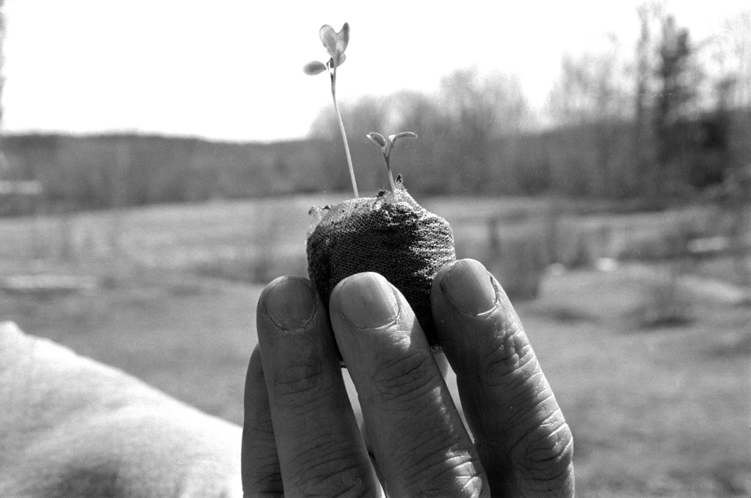 4.flower-copy.jpg