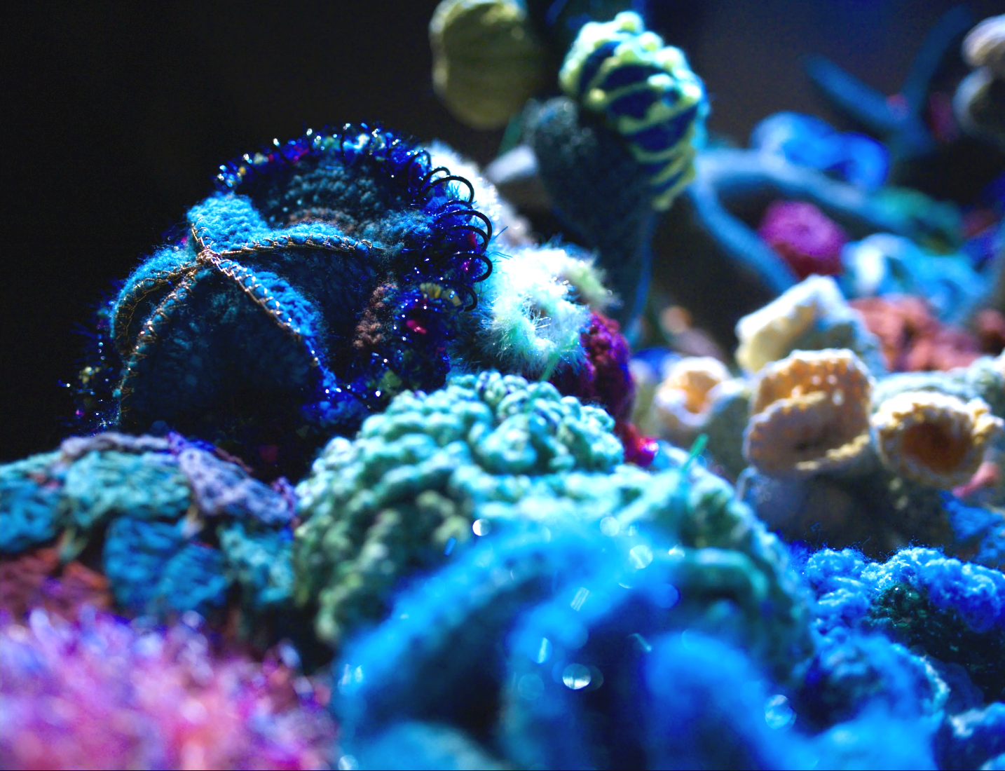 Berkshires Satellite Reef