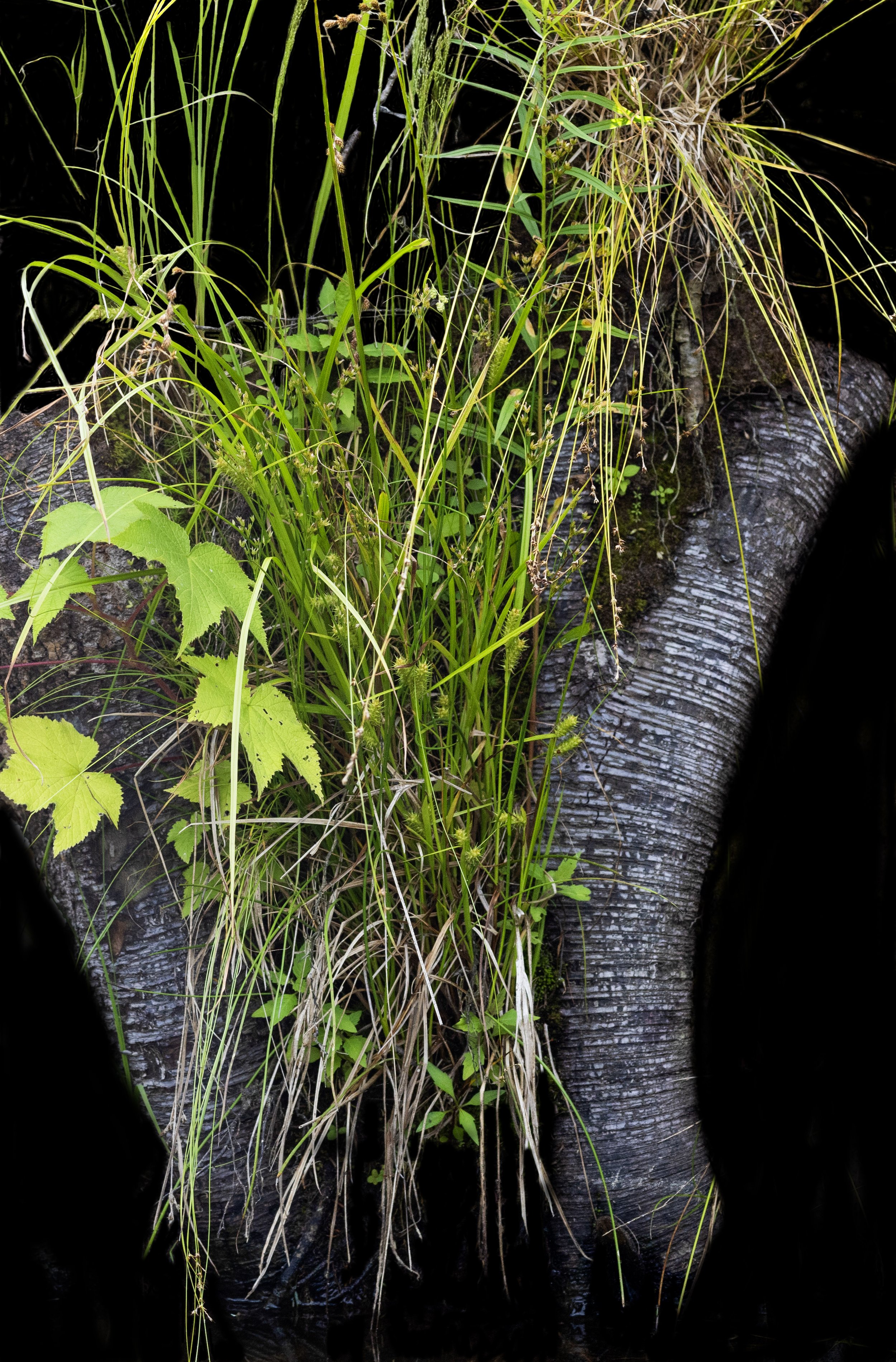 Nurse Log 2, Direct print on brushed aluminum, 36" x 24," 2024