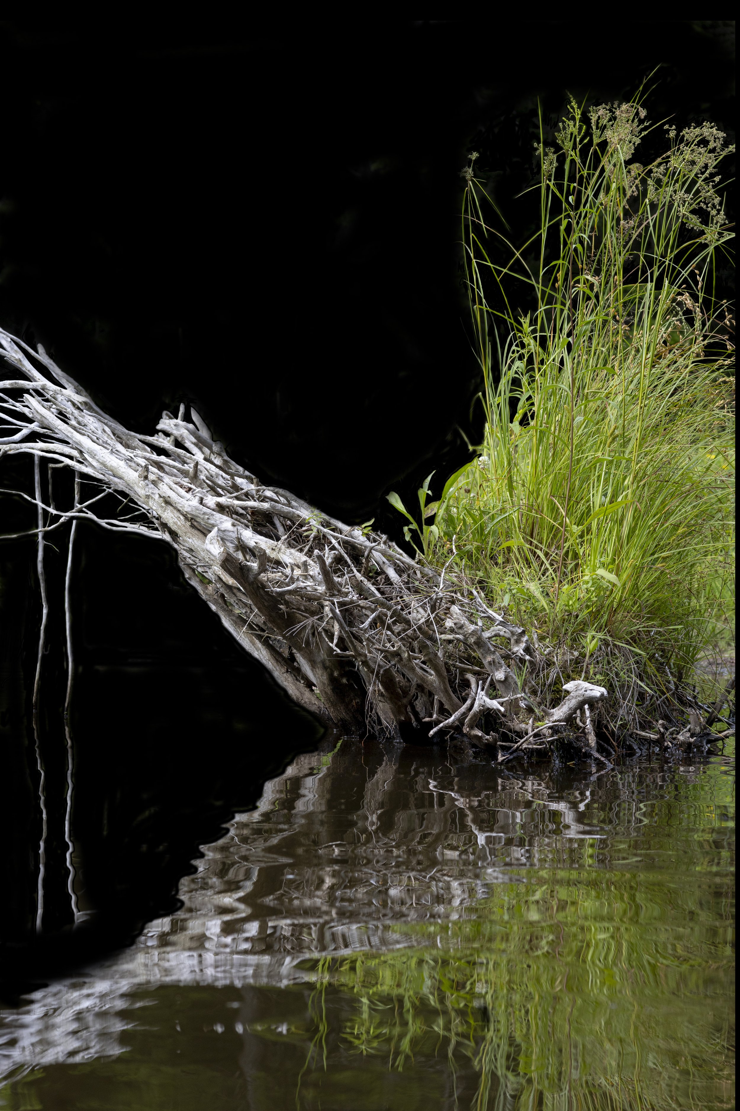 Nurse Log 1, Direct print on brushed aluminum, 36" x 24," 2024