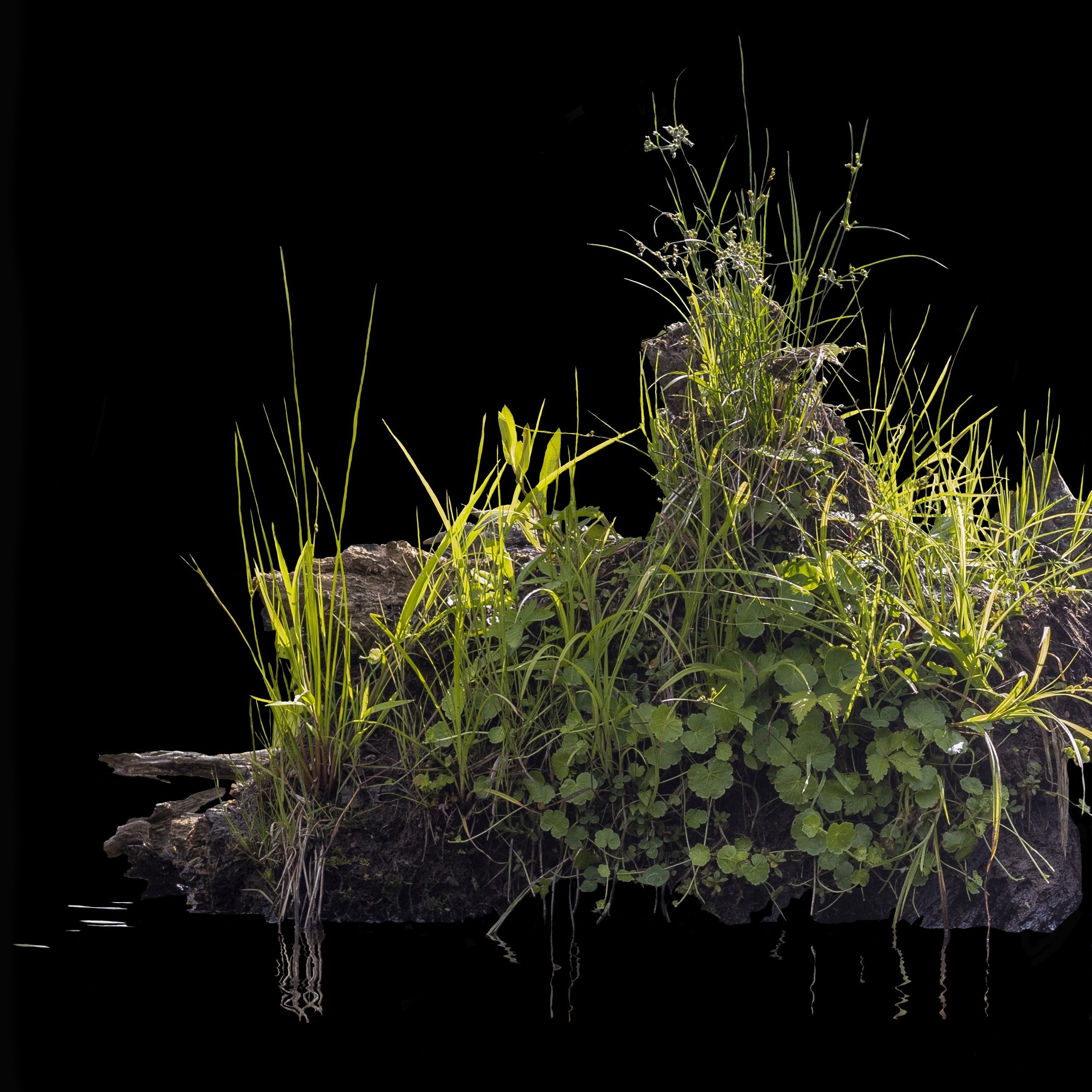 Nurse Log 3. Direct Print on Brushed Aluminum, 24" x 24, " 2024
