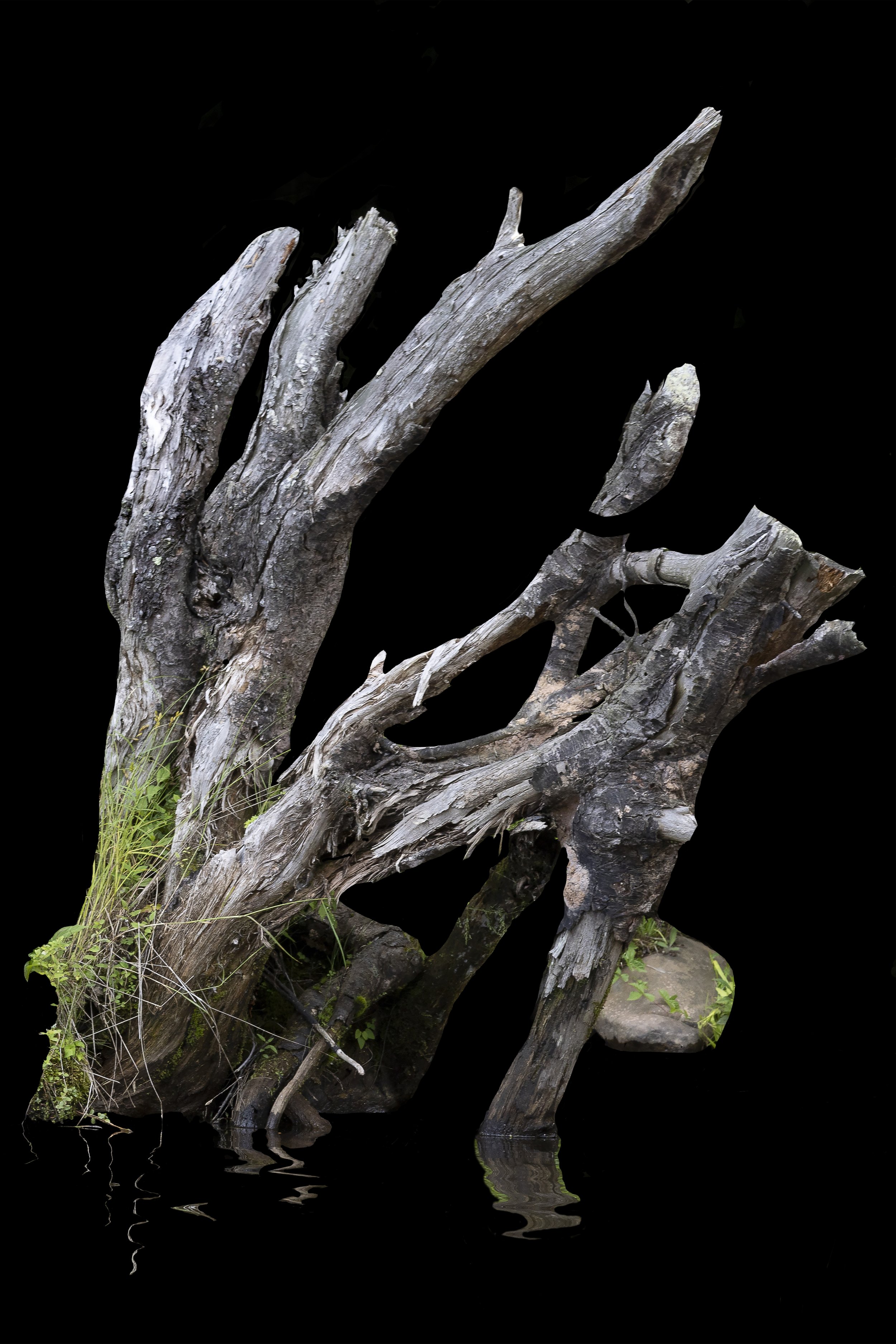 Nurse Log 4. Direct print on brushed aluminum, 36" x 24," 2024