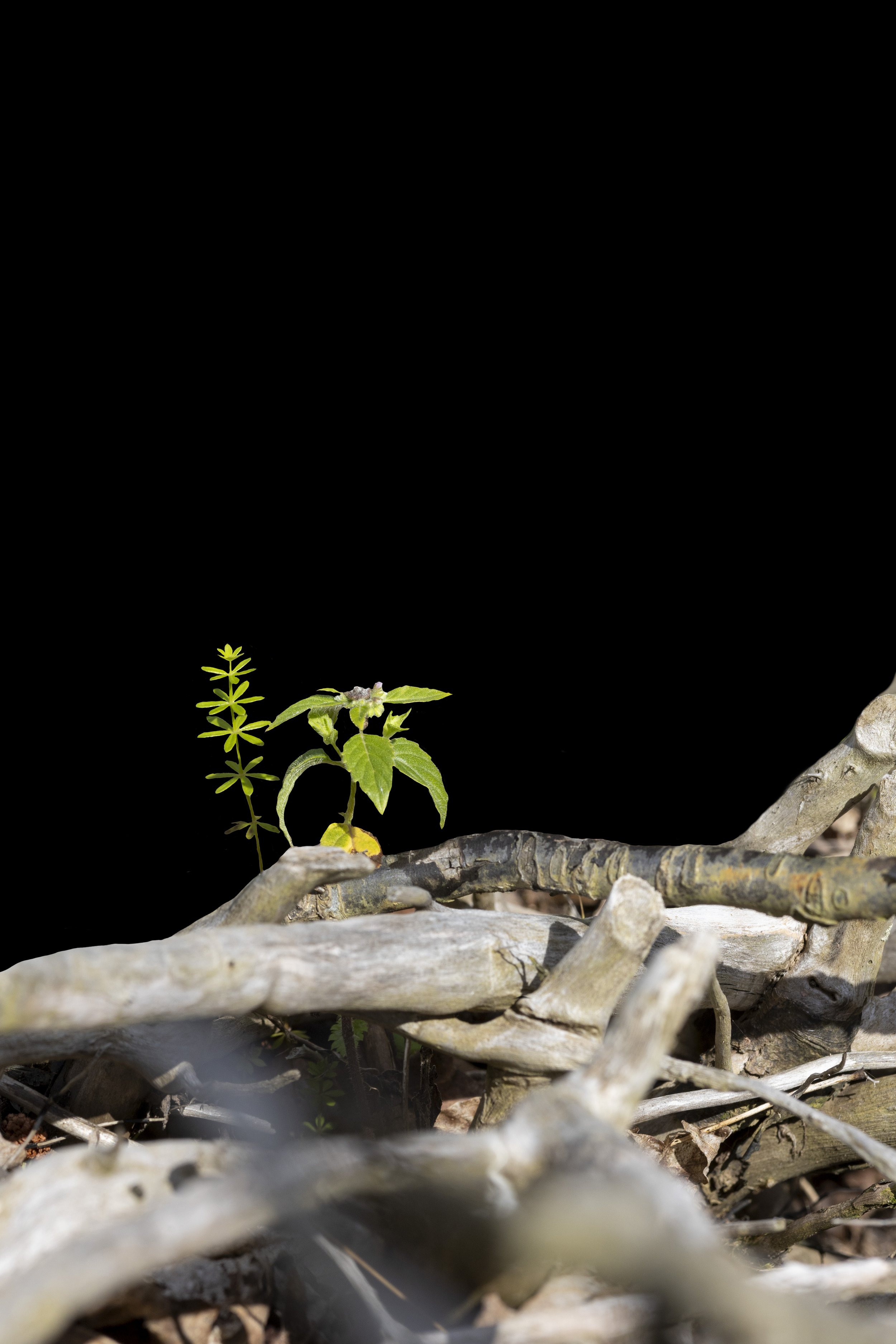 Nurse Log 5. Direct print on brushed aluminum, 36" x 24," 2024