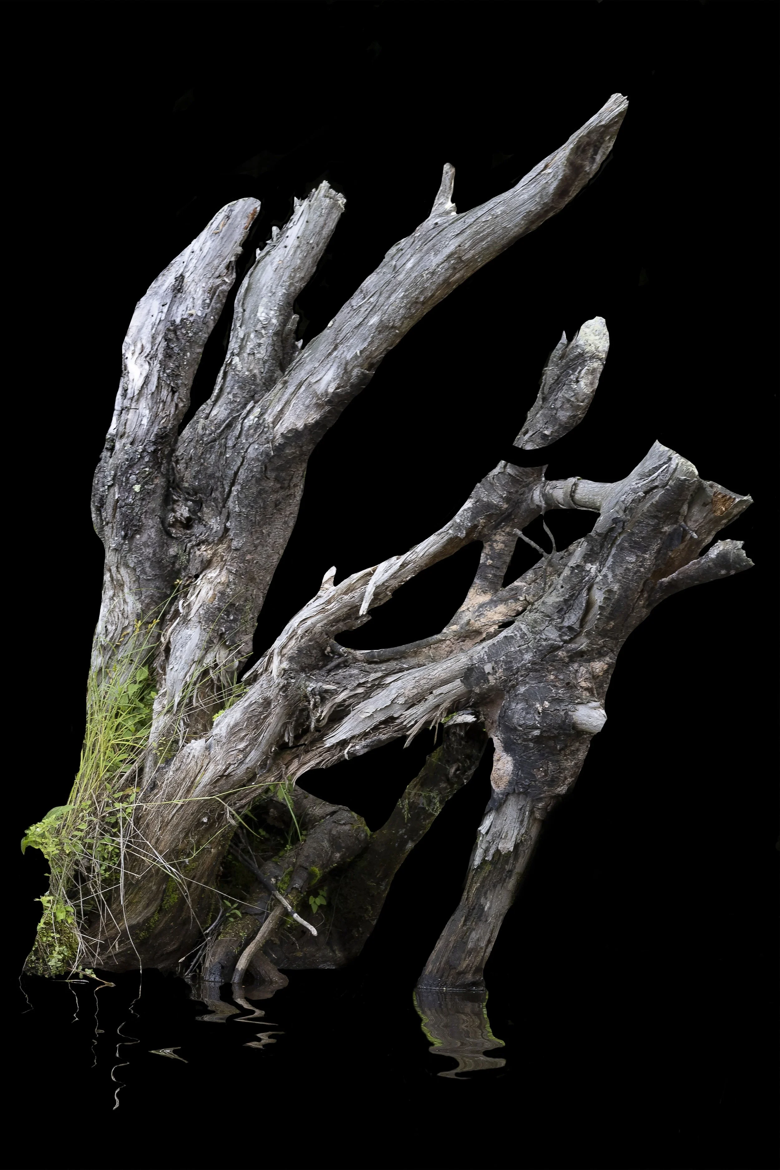 Nurse Log 4. Direct print on brushed aluminum, 36" x 24," 2024