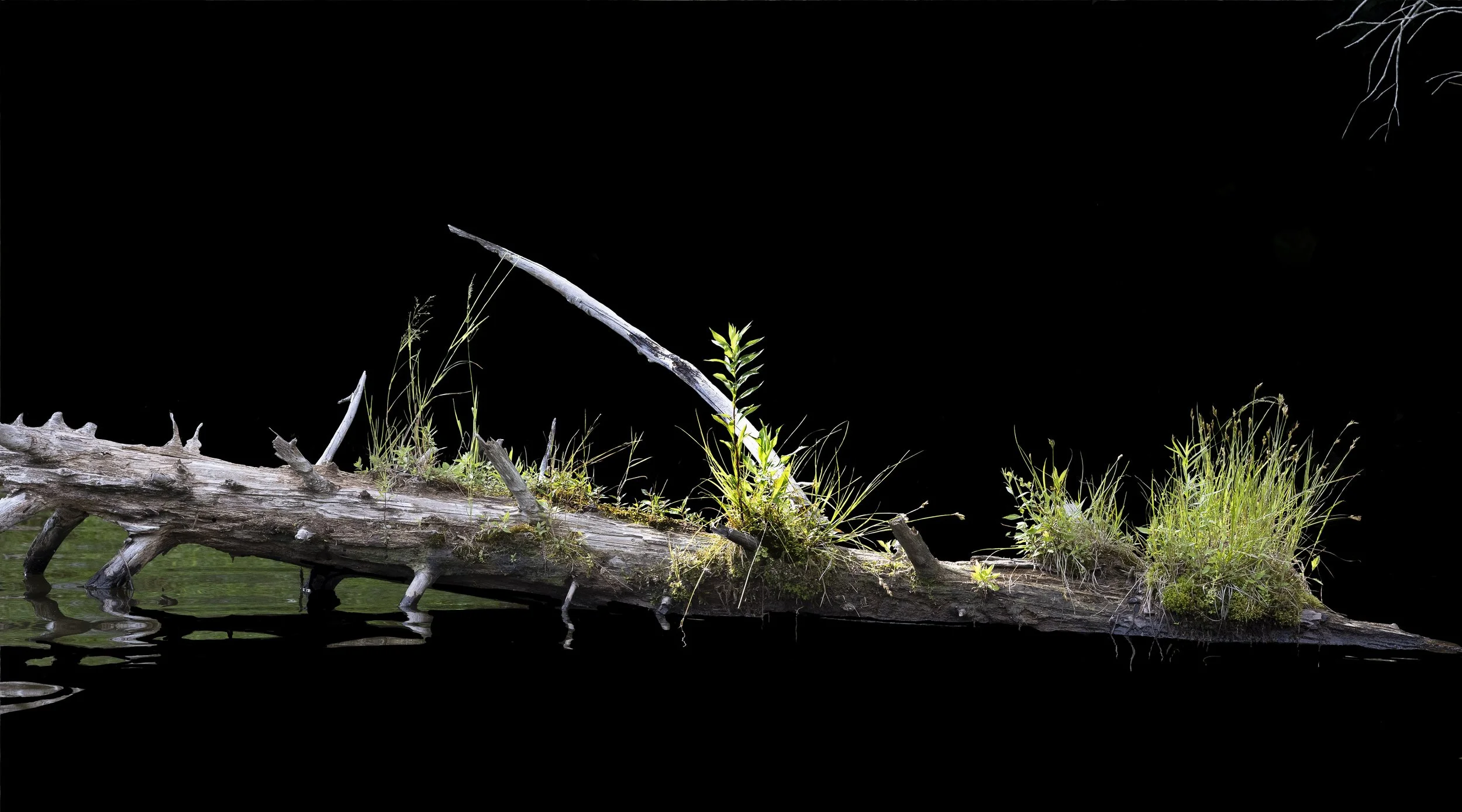 Nurse Log 6, 24" x 36," 2024