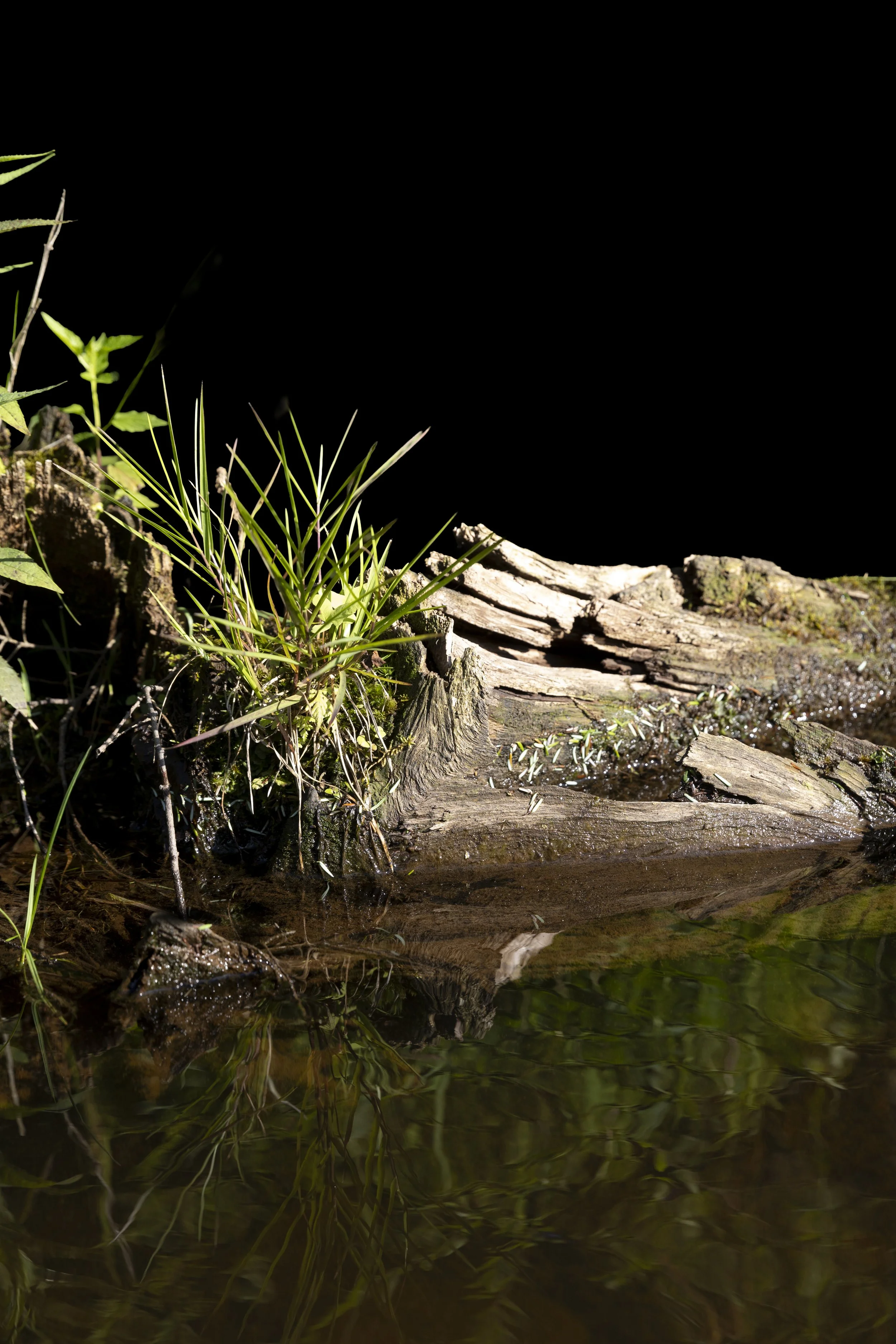 Nurse Log 8. Direct print on brushed aluminum, 36" x 24," 2026
