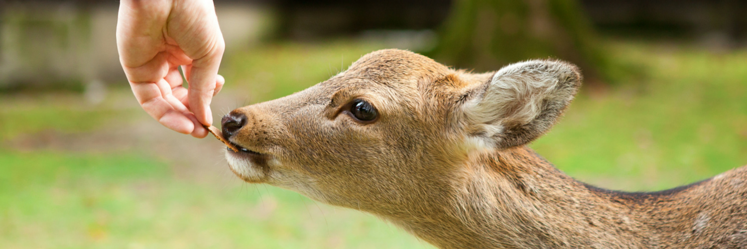 A Tribute to Susie Afflerbach