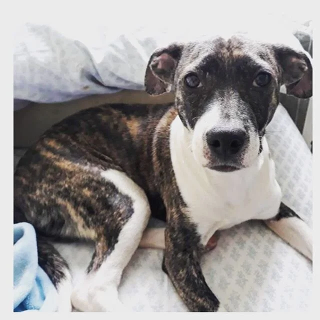Everyone, I&rsquo;d like to introduce to you our new pup, Arrow. She is a smart energetic 7 MO mutt. She was rescued from a high-kill shelter in Arkansas where the dogs are only given 5 days to be adopted before being euthanized. Literally being save