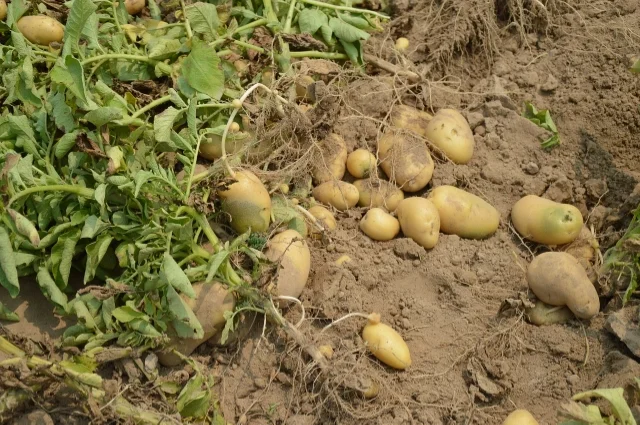 Potato.jpg
