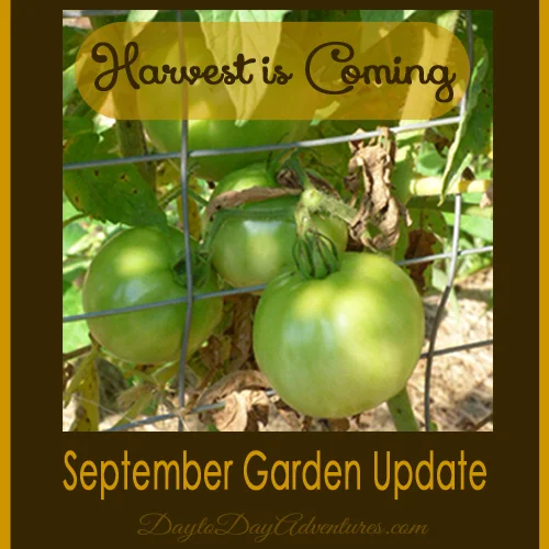 Harvest is Coming!  August Garden Update