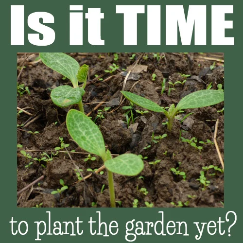 Is it time to plant the garden yet?  // Life is Lovely #4