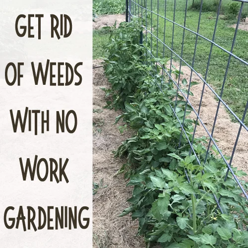 Gardening without work: How to get rid of weeds
