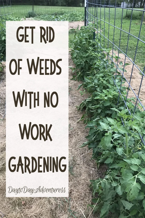 Gardening without work How to get rid of weeds — Day to Day Adventures