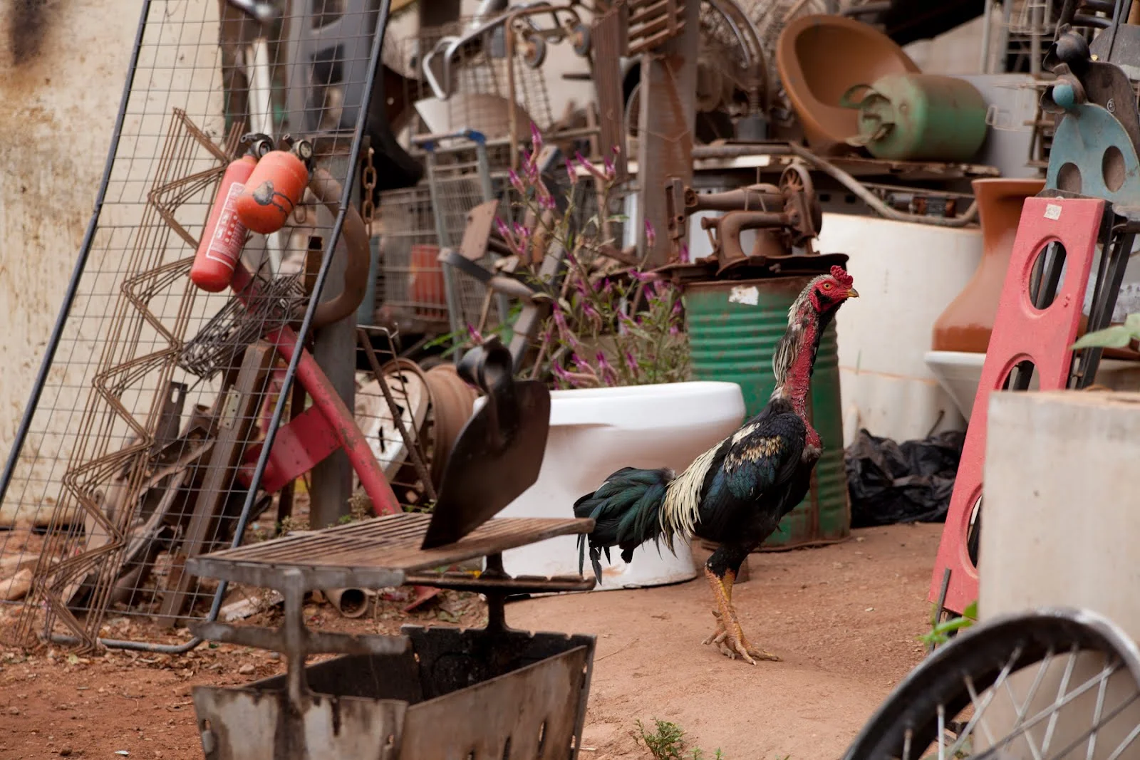 4 Steps of a Rooster Manifesto