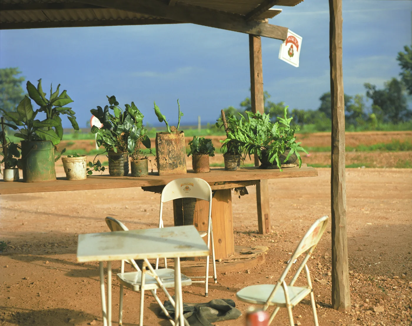 Las meninas (plants) .jpg